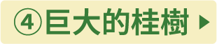 ④桂の巨木